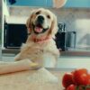 Morso halsband hond gerecycled bubble leo roze - Afbeelding 4