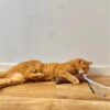 Martin kattenspeelgoed estelle kussen met catnip gerecycled assorti - Afbeelding 3