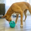 Kong licks rewards groen - Afbeelding 6