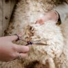Mikki doodle schaar voor kop en poten - Afbeelding 5
