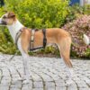Trixie paniekadapter stay voor tuigen zwart - Afbeelding 6