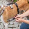 Trixie paniekadapter stay voor tuigen zwart - Afbeelding 7
