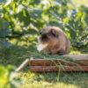 Trixie voederblad schorshout - Afbeelding 5