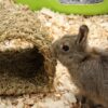 Happy pet grassy tunnel - Afbeelding 2