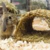Happy pet grassy tunnel - Afbeelding 3