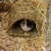 Happy pet grassy tunnel - Afbeelding 5
