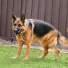 Kong extreme bal met touw zwart / wit - Afbeelding 4