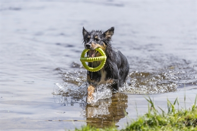 Trixie aqua toy trekspeeltje tpr lime - Afbeelding 4