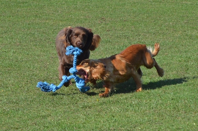 Happy pet flossin fun 3 knoop - Afbeelding 2