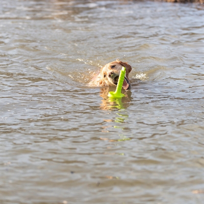 Trixie dog activity mot-aqua apporteer dobber limegroen - Afbeelding 3