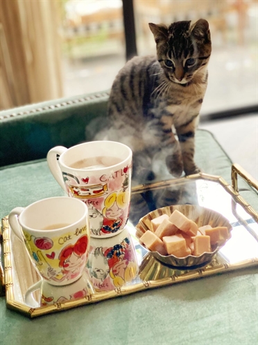 Blond amsterdam kopje cat lover - Afbeelding 6