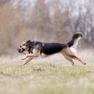 Trixie snackdummy kunstvacht - Afbeelding 4