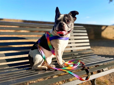 Morso norwegian hondentuig gerecycled spring blossom - Afbeelding 6