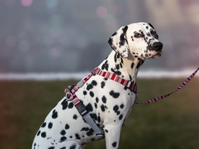 Morso hondentuig h-tuig gerecycled skyline rood / roze - Afbeelding 9