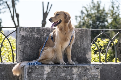 Morso hondenriem gerecycled splash blauw - Afbeelding 9