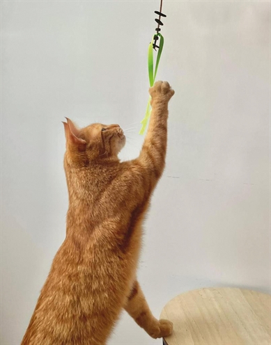 Martin kattenspeelgoed jason gerecycled assorti - Afbeelding 3