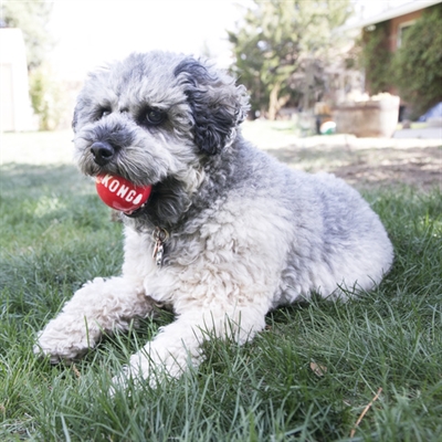 Kong signature ballen assorti - Afbeelding 6