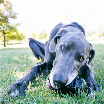 Kong extreme zwart - Afbeelding 3