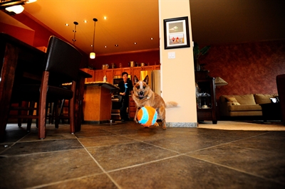 Chuckit indoor ball - Afbeelding 2