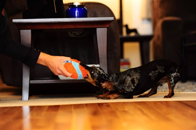 Chuckit indoor ball - Afbeelding 3