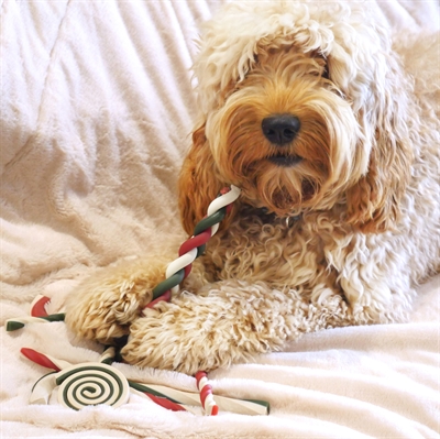 Cupid & comet bumper meaty snacks buffelhuid vrij - Afbeelding 2