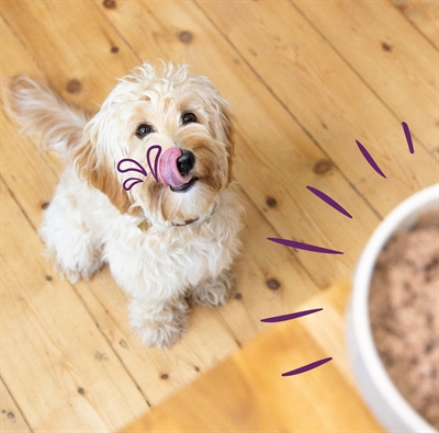 Edgard & cooper multipack hond adult kip / wild / lam graanvrij - Afbeelding 2