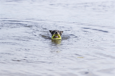 Trixie aqua toy trekspeeltje tpr lime - Afbeelding 5