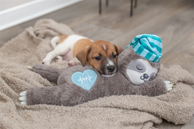 Trixie pluche luiaard grijs met heartbeat voor puppy - Afbeelding 8