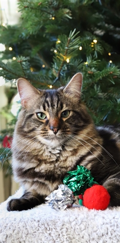 Cupid & comet kerstsok met 5 balletjes - Afbeelding 2