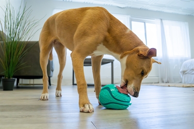 Kong licks rewards groen - Afbeelding 5