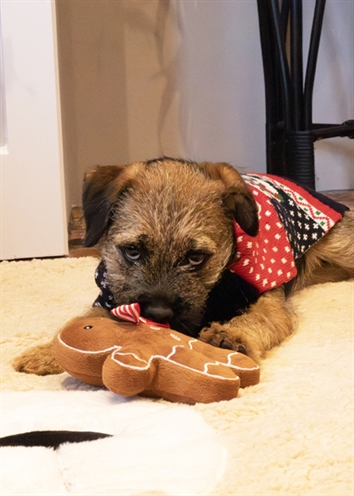 Cupid & comet christmas eve gift pack met trui / speeltje / snacks - Afbeelding 6