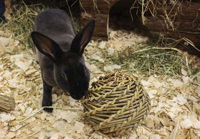 Happy pet speelbal wilg - Afbeelding 2