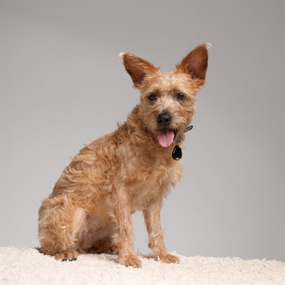 Tickless teek en vlo afweer voor hond en kat zwart - Afbeelding 3