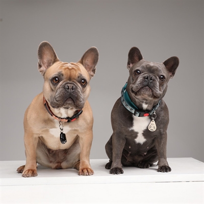 Tickless teek en vlo afweer voor hond en kat zwart - Afbeelding 4