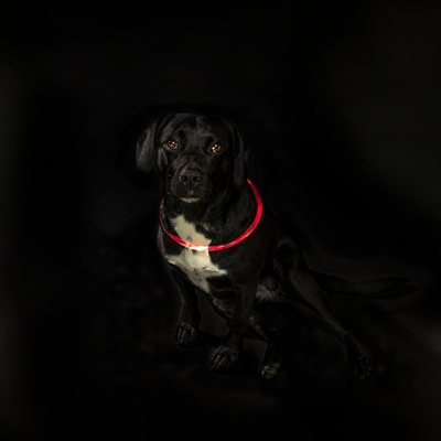 Trixie lichtgevende halsband usb flash light oplaadbaar tpu rood - Afbeelding 4