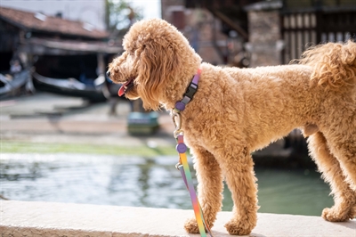 Morso halsband gerecycled spring blossom - Afbeelding 8