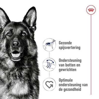 Royal canin maxi adult - Afbeelding 3