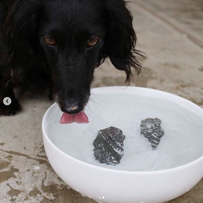 Dog rocks - Afbeelding 4