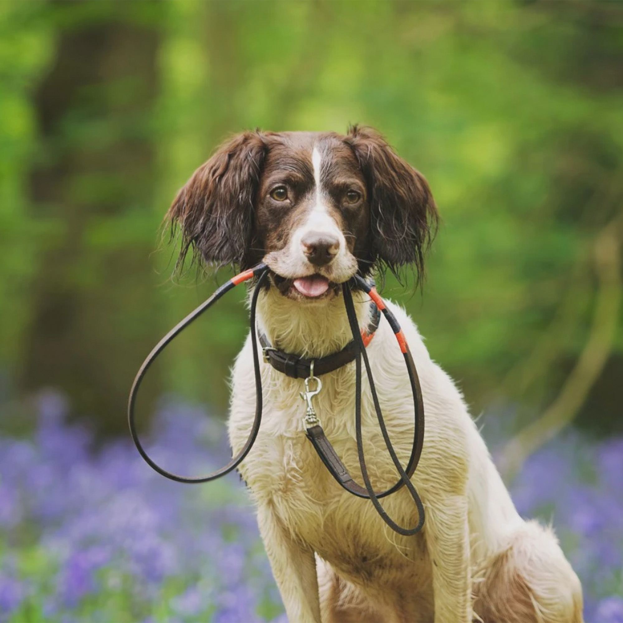 Pampeano - audaz halsband - Afbeelding 2