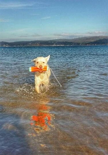 Chuckit amphibious bumper assorti - Afbeelding 10