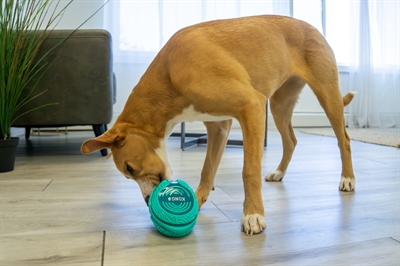 Kong licks rewards groen - Afbeelding 6