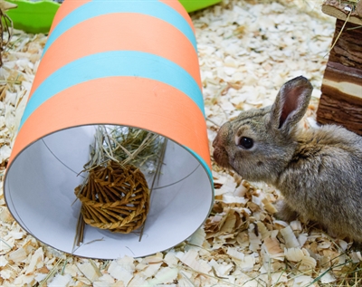 Happy pet wilgen value pack 2 sticks / 2 ballen - Afbeelding 3