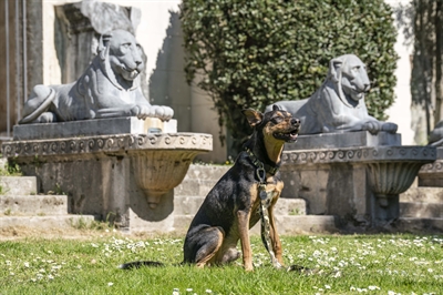 Morso halsband hond gerecycled full metal dog bruin - Afbeelding 4