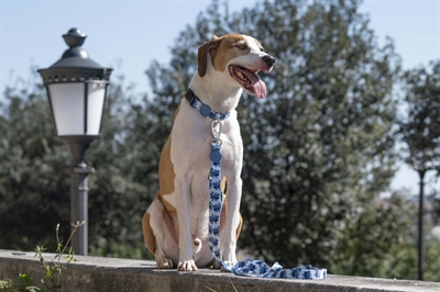 Morso halsband hond gerecycled splash blauw - Afbeelding 8