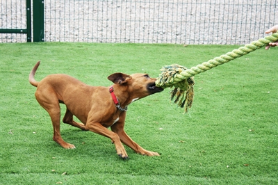 Happy pet king size tug flostouw - Afbeelding 2