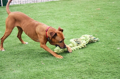 Happy pet king size tug flostouw - Afbeelding 3