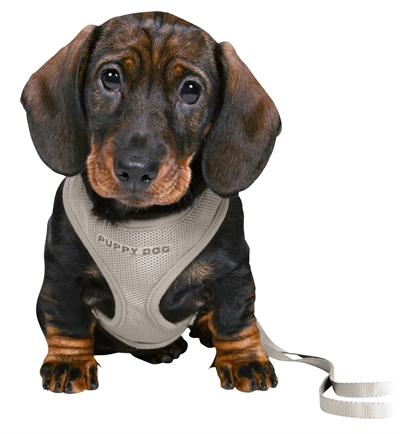 Trixie junior puppytuig soft met riem lichtgrijs - 26-34x1 cm / 2 mtr - Afbeelding 2