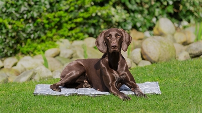 Trixie koelmat soft grijs - 90x60 cm - Afbeelding 4