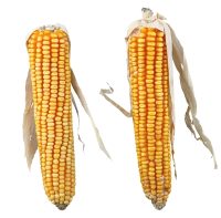 395245